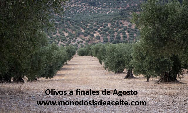 Olivos en agosto